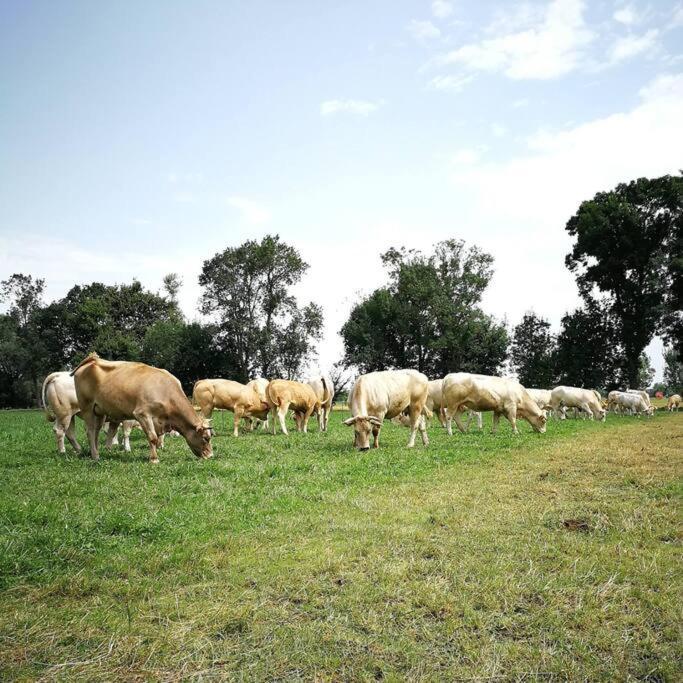 Gite A La Ferme De La Bouriette Revel  Exterior foto